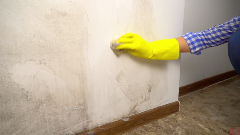  Palm Springs North, FL Mold Removal Pros